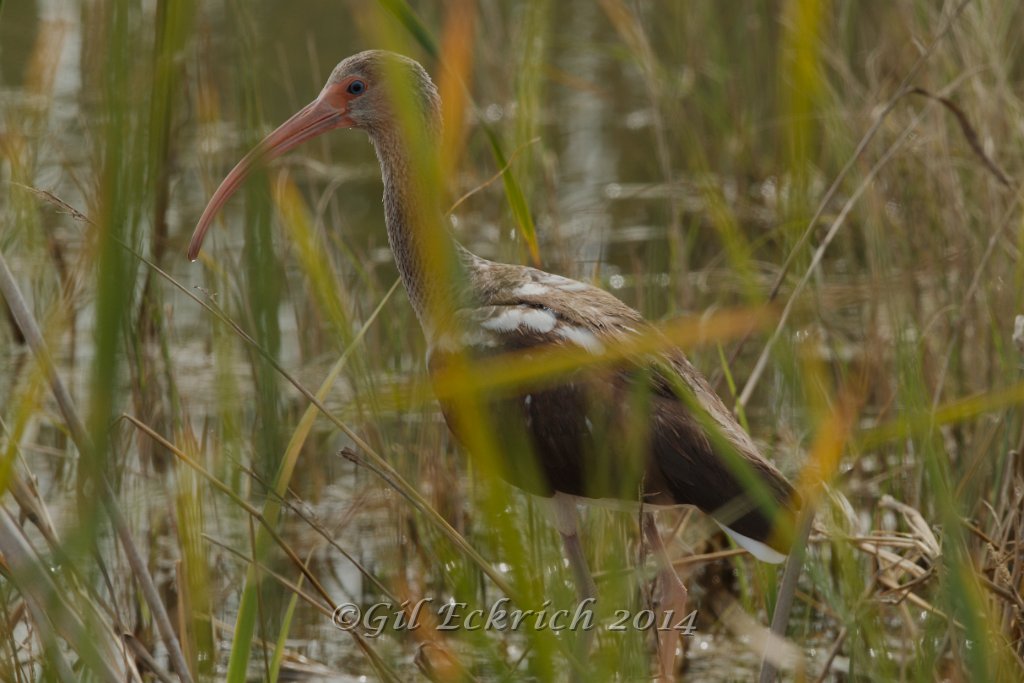 White Ibis juv 2014-01-25.jpg
